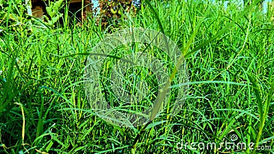 Cynodon dactylon dubh grass Stock Photo